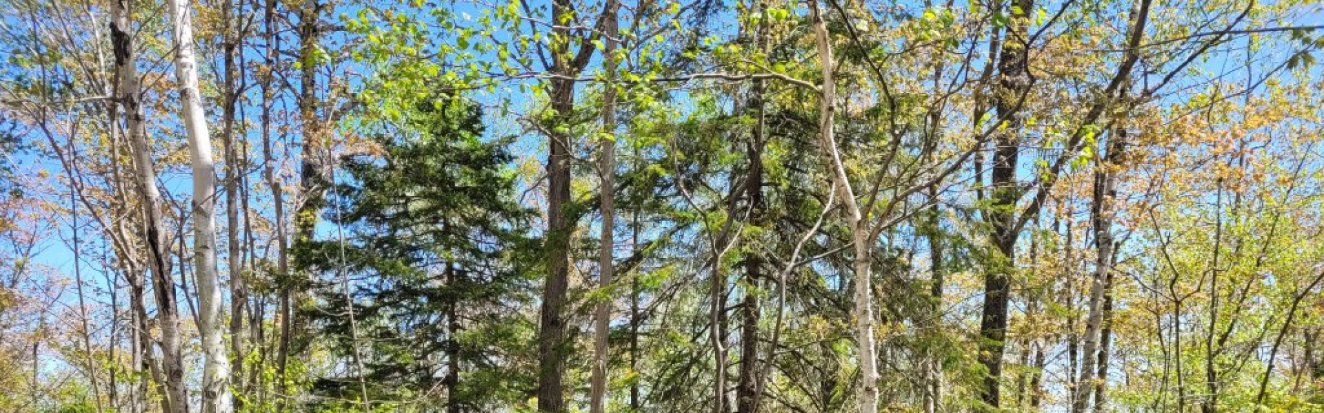 Harkins road,Dyers bay,Land,Harkins road,1030